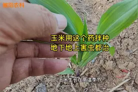 玉米播种前，用这个新型药剂拌种，地上地下害虫都能治视频封面