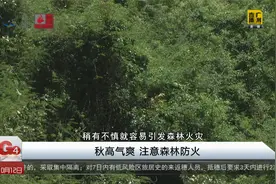 秋高气爽 注意森林防火视频封面