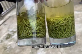 信阳毛尖明前特级小芽与特级中芽的区别有多大视频封面