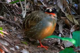 国家一级保护野生动物---海南山鹧鸪