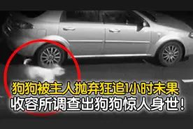 狗狗被主人抛弃后狂追1小时未果，收容所却调查出狗狗惊人身世！视频封面