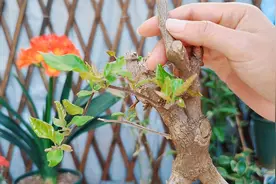 三角梅新叶干枯？八成是这个原因，要重视，否则会变“空盆”视频封面