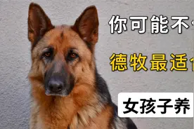 你可能不信，德牧最适合女孩子饲养视频封面