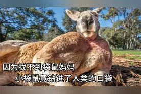因为找不动袋鼠妈妈，小袋鼠竟钻进了人类的口袋，令人哭笑不得视频封面