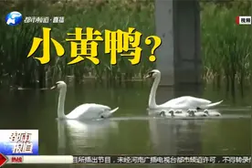 郑州北龙湖天鹅夫妇，添9只“宝宝”下水游泳，毛绒绒真可爱视频封面