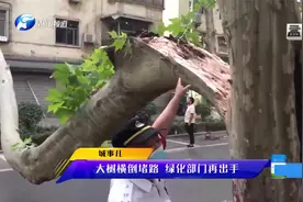 郑州：校门口碗口粗枯枝掉落，法国梧桐横道堵路，绿化部门清理视频封面