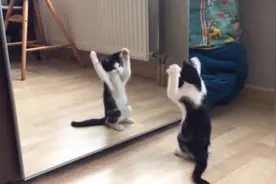 千万别让你家猫照镜子，否则场面根本无法控制，镜头记录全过程！视频封面