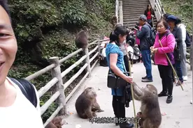 vlog峨眉山的猴子真是机灵，拉包包扯口袋，你走都走不脱视频封面