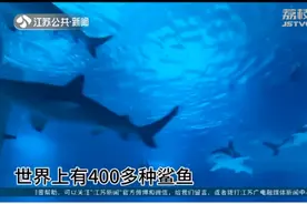 南京海底世界鲨鱼总动员，最懒最胖的鲨鱼一天能睡20个小时视频封面