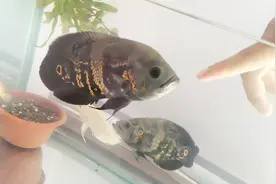 养鱼的乐趣，当鱼跟你熟了之后就能互动了！