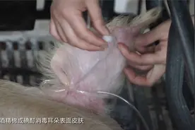母猪输液扎哪里？各位猜一猜……