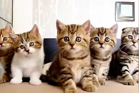 千万不要给猫咪听这首神曲，音乐一响猫咪蹦迪出场，笑到合不拢嘴视频封面