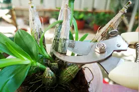 石斛兰长新芽后，“狠心”剪掉这种枝条，新芽长得快又壮！视频封面