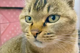 猫咪为什么喜欢贴着人睡觉