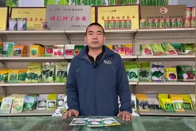 越冬花菜什么时间育苗最佳？种植中要注意哪些问题？听老师讲解！视频封面