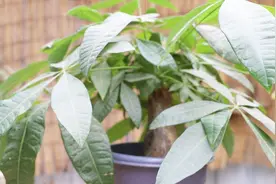 养发财树，每二十天喂一次这种肥，植株茎干粗大，长势旺视频封面