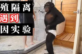 历史荒唐人和动物的实验说明基因实验必须经过伦理委员会的审查视频封面