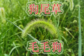 农村人都认识的“狗尾草”，生活中有3大用途，也是危害性植物