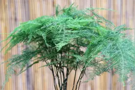 文竹叶子发黄，不用担心，按照这个方法，轻松就搞定！