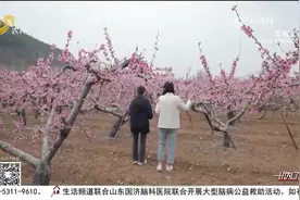 枣庄万亩桃花进入盛花期，粉红如霞游客纷至沓来，乡村旅游人气旺视频封面
