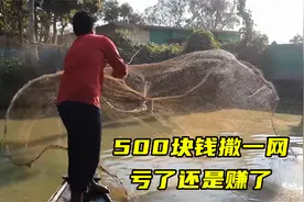 外国土豪承包鱼塘做生意，撒一网500块钱，小伙亏了还是赚了视频封面