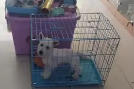 揪心！江苏一宠物店起火致20多只猫命丧火场，现场叫声惨烈视频封面