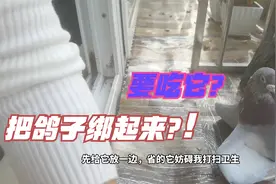 河南姑娘打扫鸽子笼，公鸽子差点把肉咬掉了，只能用这方法解决它
