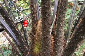 发财了！兰兰发现一棵“桫椤”，一种稀少珍贵史前物种，你见过吗视频封面