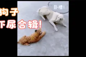 狗狗吓尿合辑 让你一次看个够 笑到你拍大腿视频封面