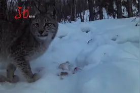 黑龙江：野外摄像机 拍到猞猁嬉戏玩耍视频封面