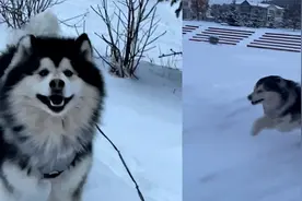 血脉觉醒！阿拉斯加在雪地狂奔开车都追不上，这才是它该有的样子视频封面