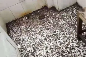 慎点！大量飞蚁“突袭”揭阳，专家支招如何防蚁视频封面