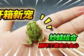 收到礼物开箱2只角蛙，没想到其中一只特像皮卡丘，喜欢到不放手视频封面