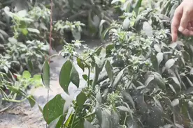 白粉虱治不住？赶快试试这个配方！一次搞定！没说没告诉你视频封面