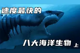 比猎豹还快的鱼你见过吗？盘点深海中的八大游泳高手！