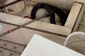 1.7米长眼镜蛇溜进小学厕所吓坏学生，消防人员紧急上门“送客”视频封面