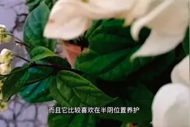 十二月养“龙吐珠”，见“强光”好还是“散光”好，区别真的很大视频封面