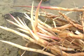 农村“黄茅根”，到底有啥好？你知道吗？