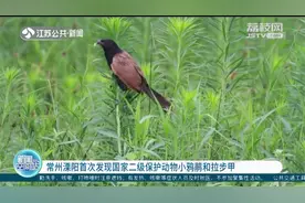 常州溧阳首次发现国家二级保护动物小鸦鹃和拉步甲！视频封面