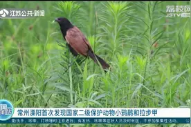 常州溧阳首次发现国家二级保护动物小鸦鹃和拉步甲！视频封面