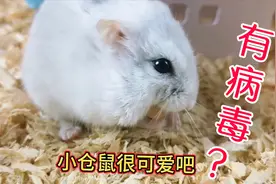 担心仓鼠有病毒？不要慌，仓鼠大黄为你解答。视频封面