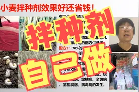 小麦拌种剂自己就能做？价格实惠量又足！好用、省钱都靠他！视频封面