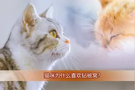 猫咪为什么喜欢钻被窝？