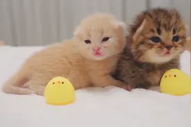 猫咪为啥喜欢踩奶？视频最后的踩、按、揉手法很到位！第12天视频封面