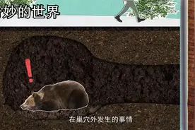 奇妙的世界：为什么熊在冬天的时候还会活动，它们不冬眠的吗视频封面