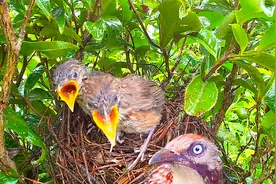 小鸟是如何自然离巢的？离开鸟窝的第一步，很需要勇气