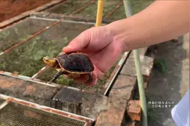 黄缘闭壳龟蜕壳换壳吗，蜕皮是怎么回事「龟谷鳖老」