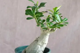 沙漠玫瑰的土壤不积水，也出现茎干发软？原因有2点视频封面