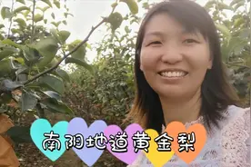 南阳人都喜欢吃的黄金梨，小霞带大家到果园看5年的果树挂果状况