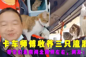 卡车师傅收养三只流浪猫，带它们走南闯北陪伴左右，网友：羡慕！视频封面